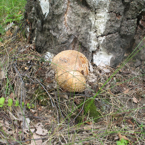 Мухомор пантерный (серый)