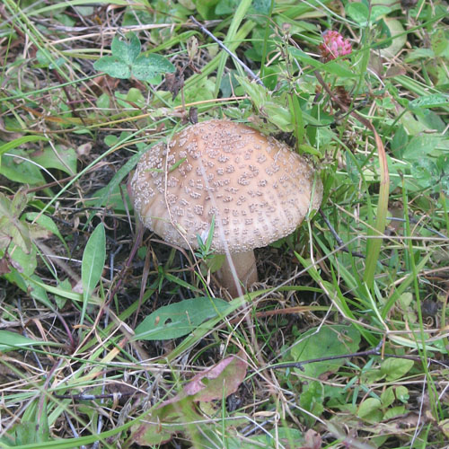 Мухомор пантерный (серый)