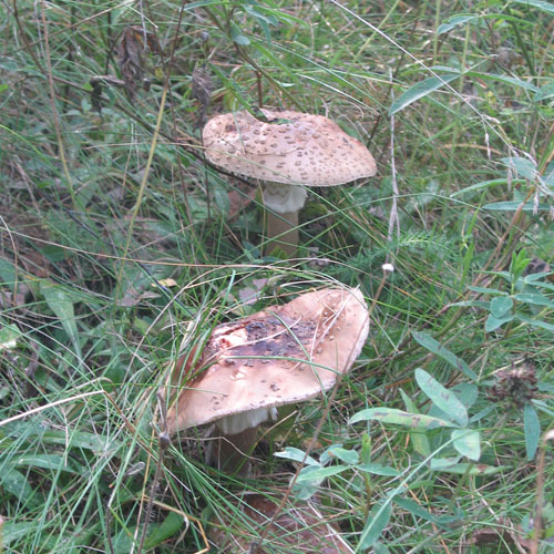 Мухомор пантерный (серый)